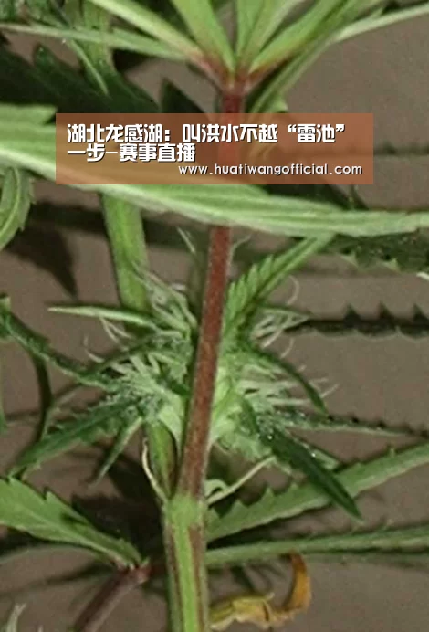 华体网